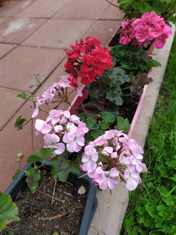 IMG_20210605_123338