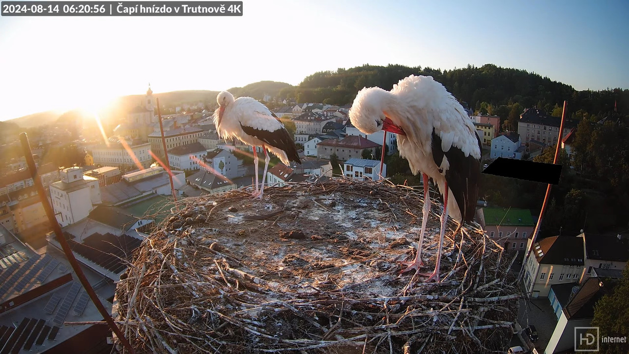 Tiešraidē no stārķa ligzdas uz alus darītavas skursteņa Trutnovā 1-13-20 screenshot