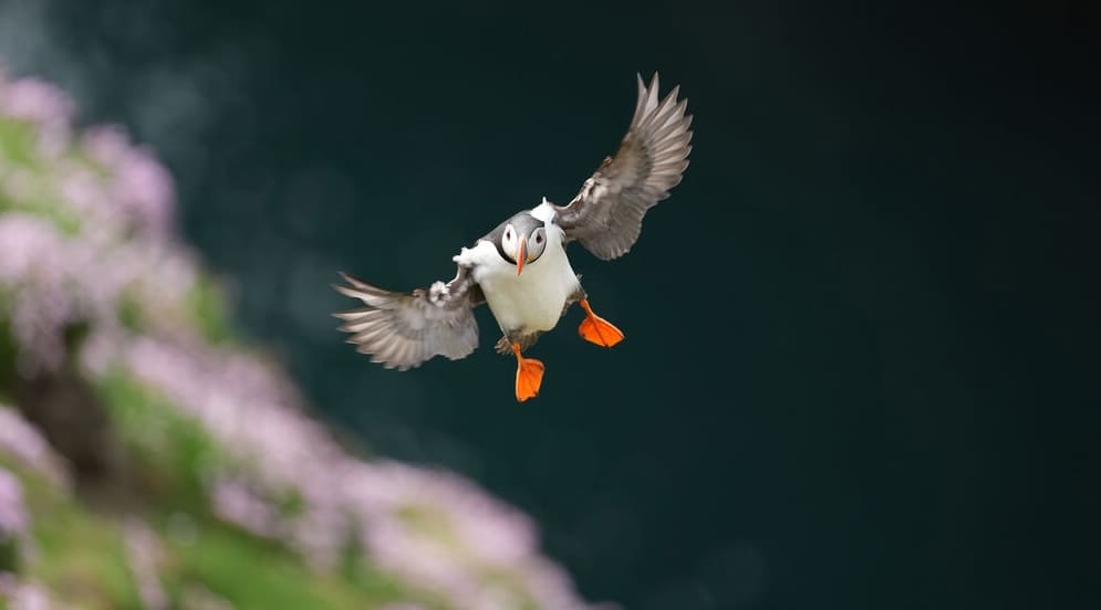 Sample photo shot on the Sony FE 400mm f/4.5 GM OSS