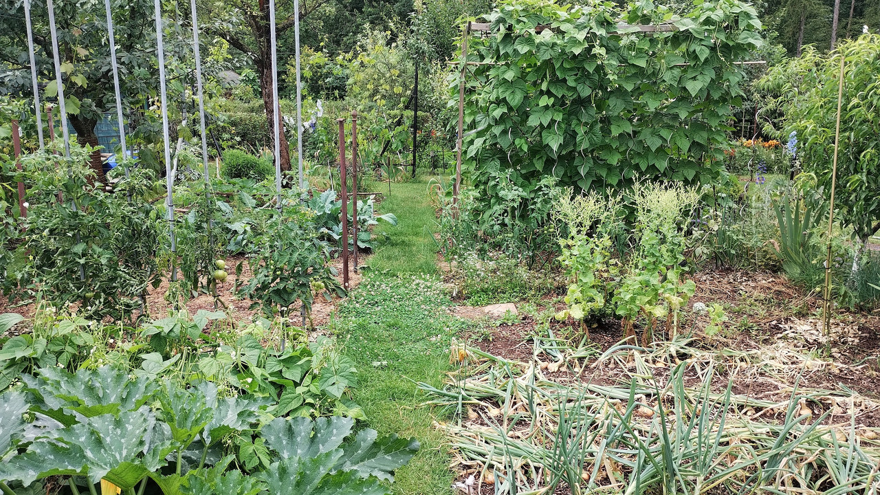 240712_Gemüsegarten südliche Hälfte