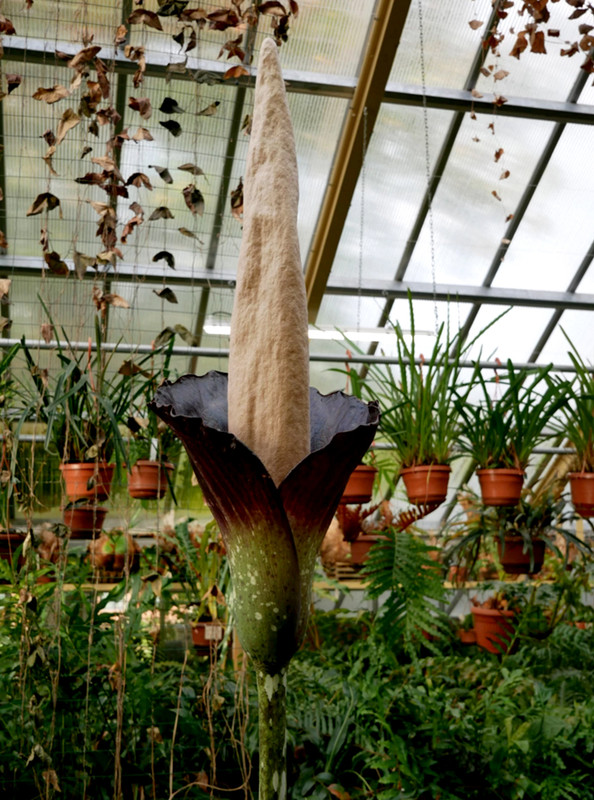 Florece la ‘planta pene’ por primera vez en décadas