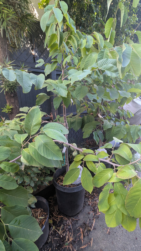 PXL_20251015_195233909