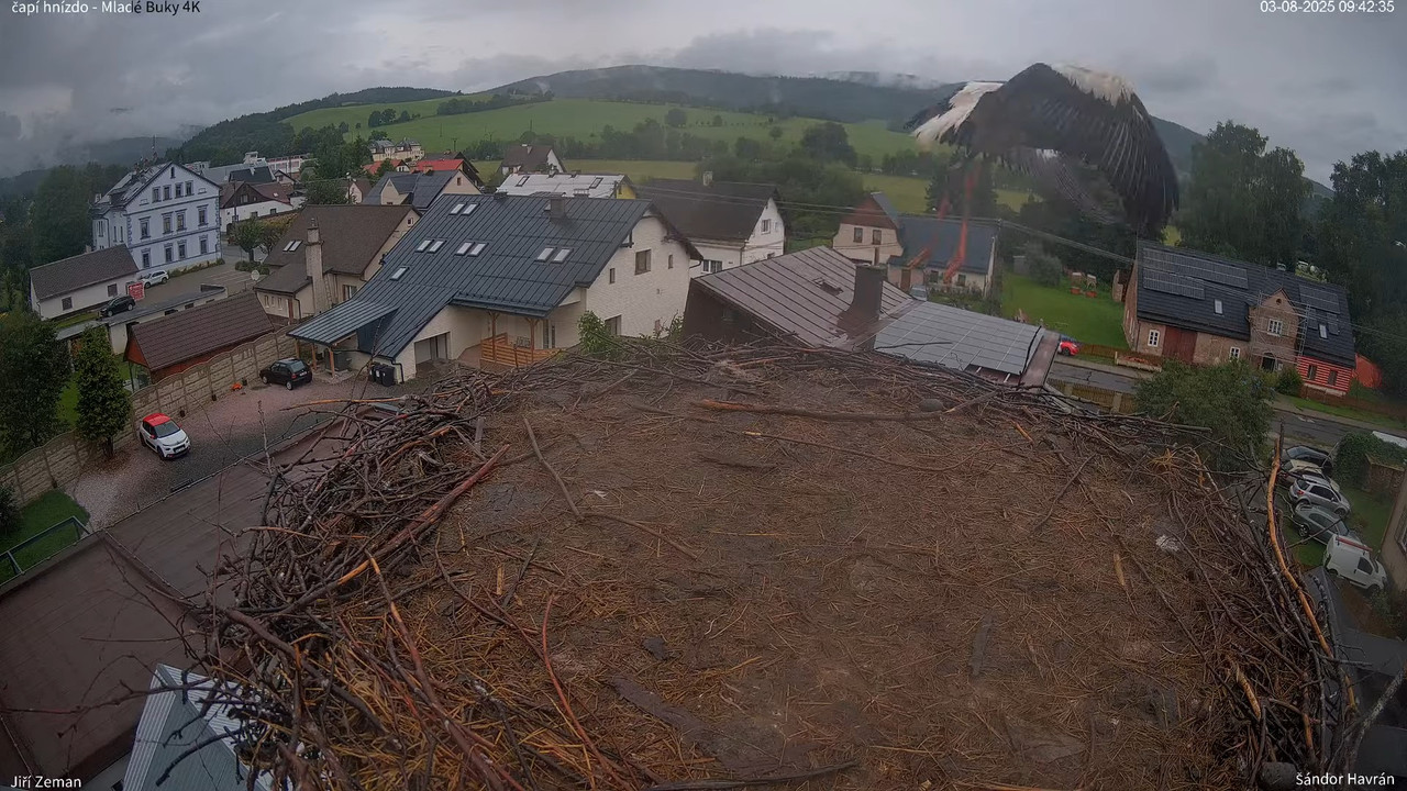 Živá kamera - Mladé Buky - čapí hnízdo 4K 11-28-50 screenshot