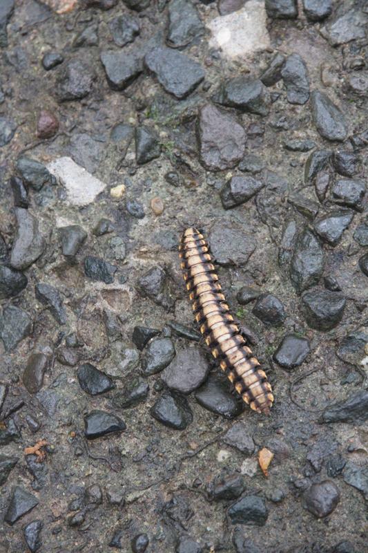 DE TORTUGAS Y PEREZOSOS. COSTA RICA 2019 - Blogs de Costa Rica - DIA 11: TIROLINAS EN MONTEVERDE Y TOUR NOCTURNO POR LA SELVA (25)