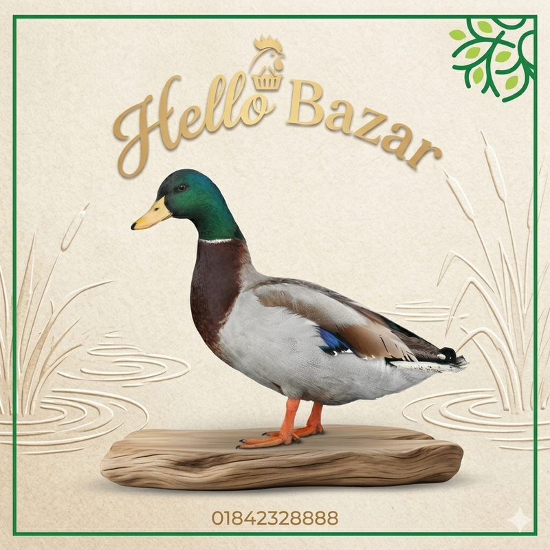 পাতি-হাসঁ