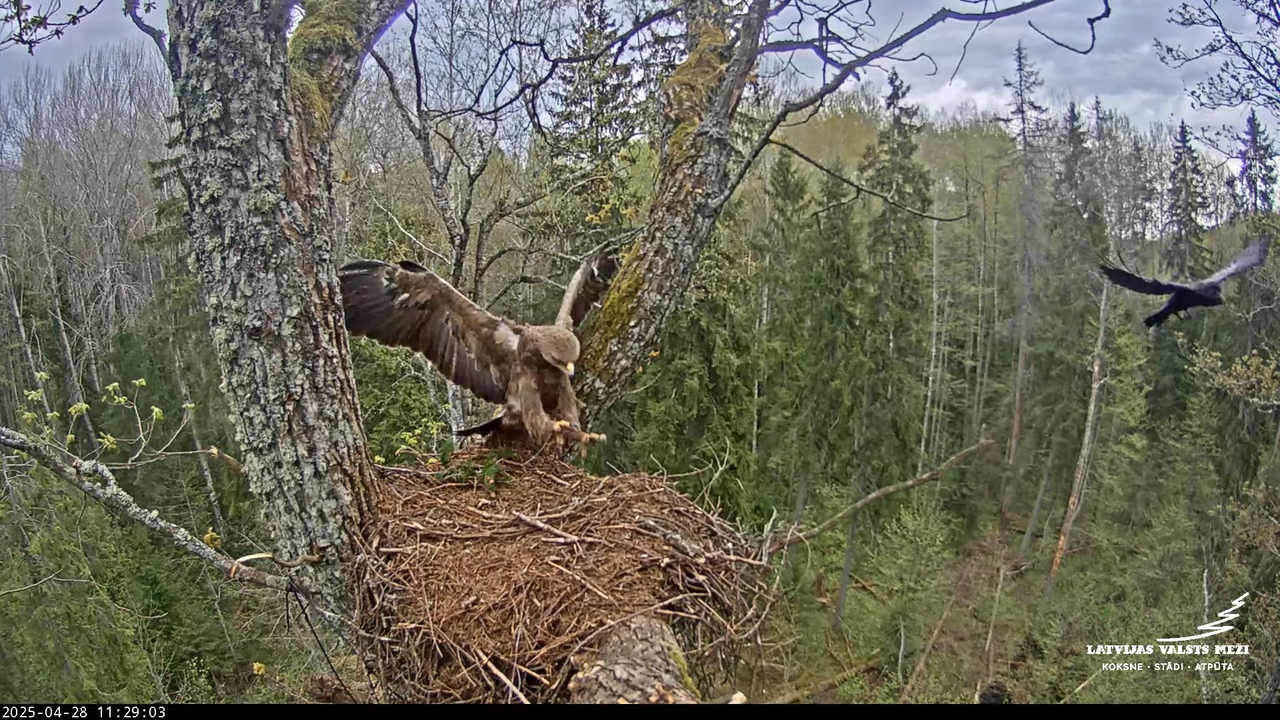 LVM mazais ērglis Lisiņa, ozols2 – Lesser Spotted Eagle 2-29-13 screenshot