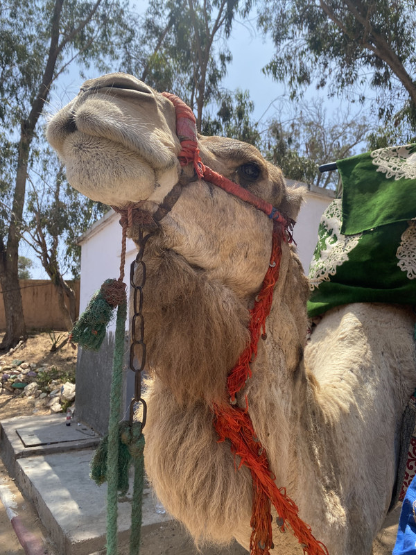 Agadir - Blogs de Marruecos - Que visitar en Agadir (128)