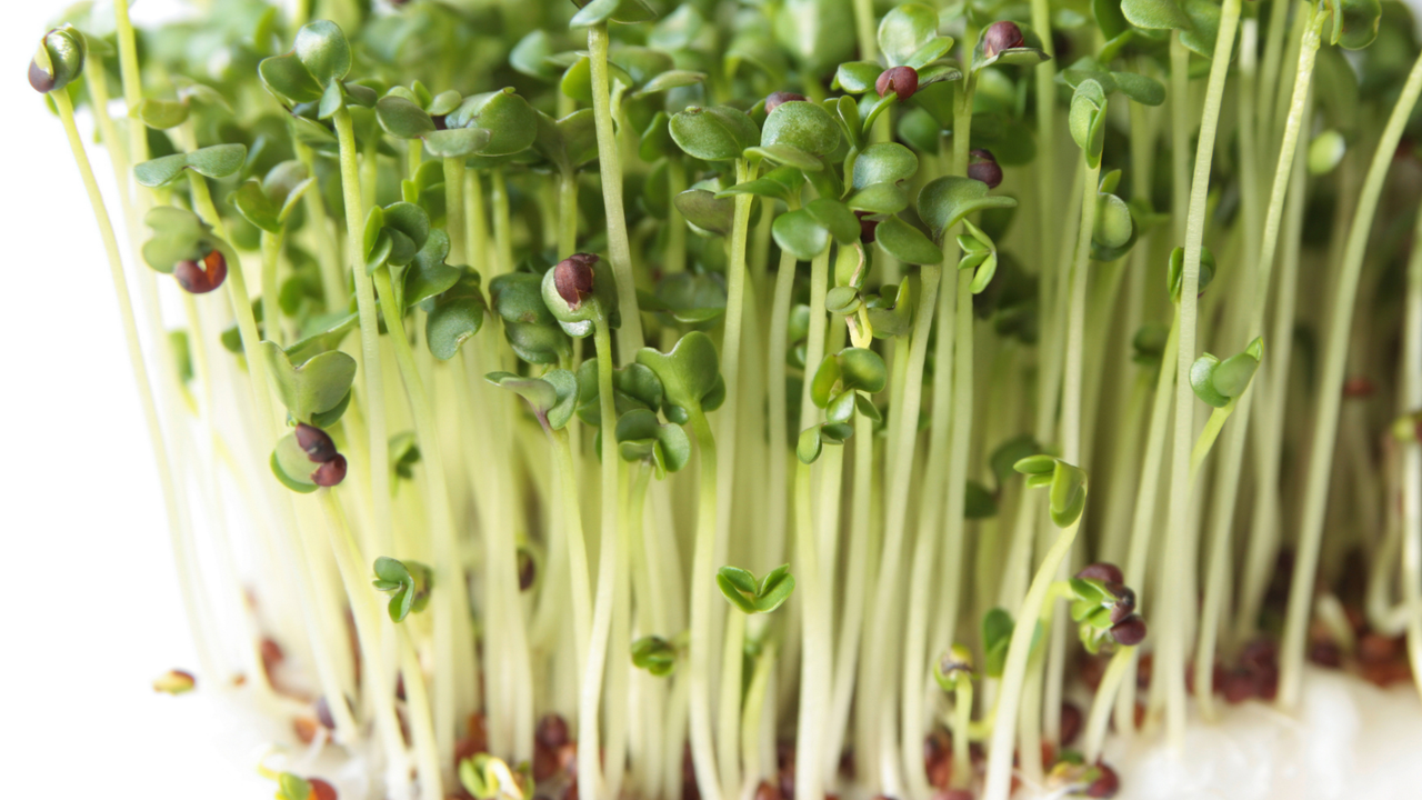 Broccoli Microgreens