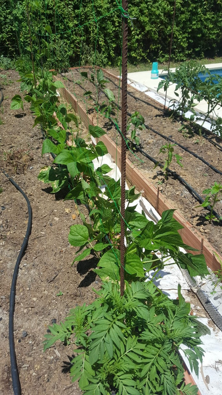 WhatsApp Image 2020-05-23 at 18.55.13 (1)