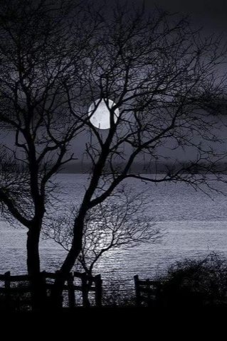 Good-Evening-Moon-B-W-Tree