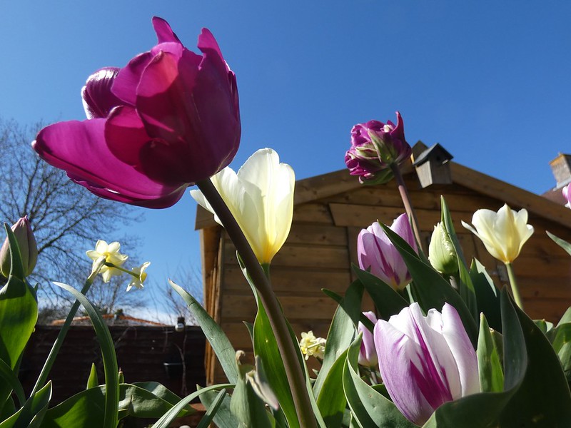 flowersingarden.jpg
