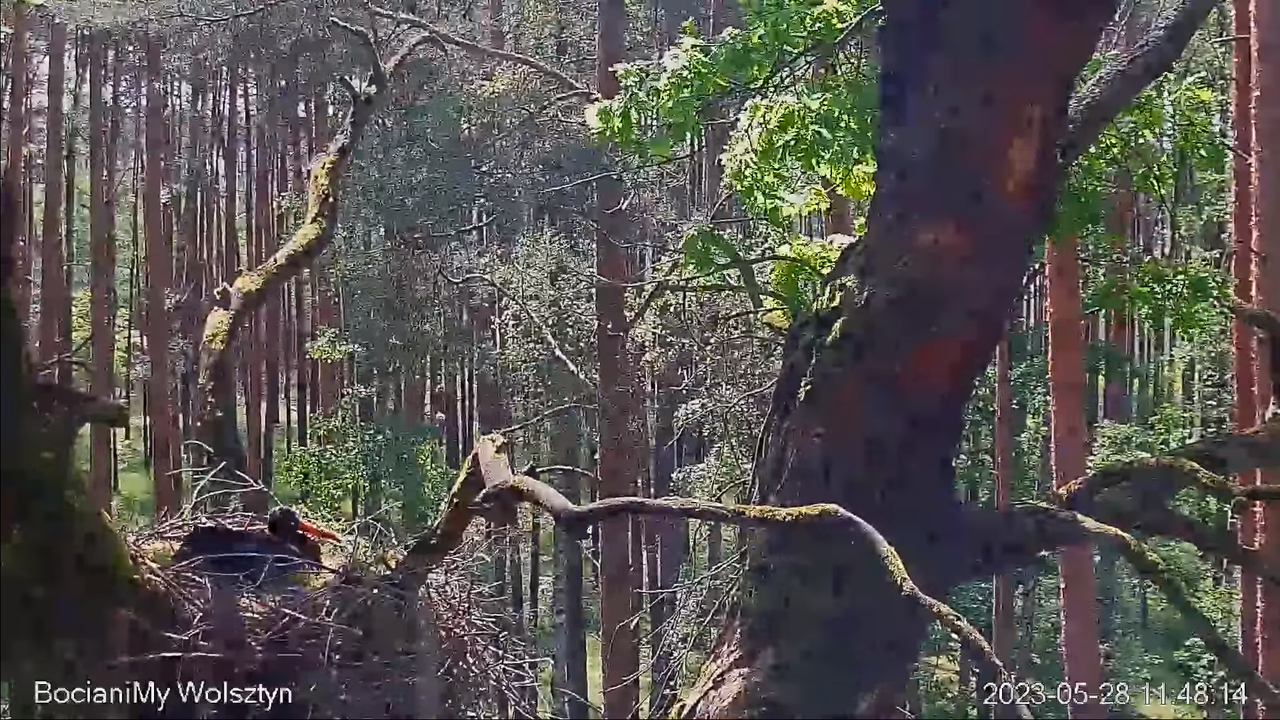 Zrzut ekranu (15165)