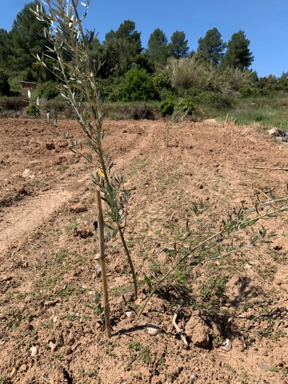 Plantación con doble plantón Olivos13