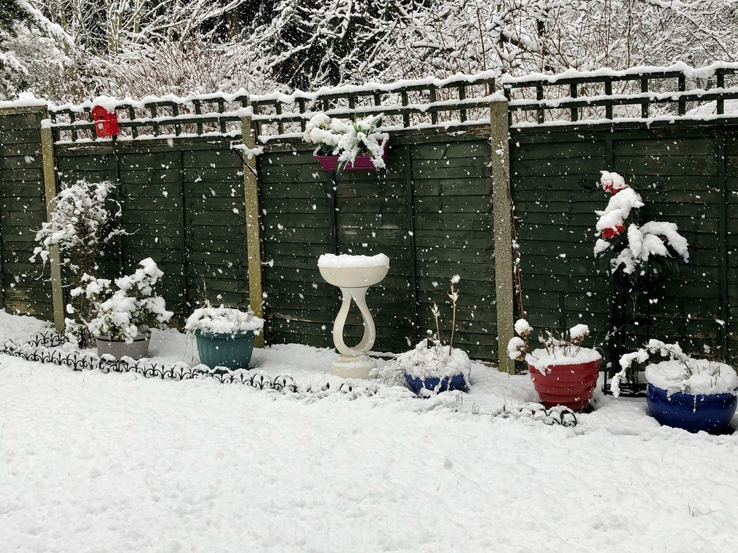 garden-snow-jan24th-2021.jpg