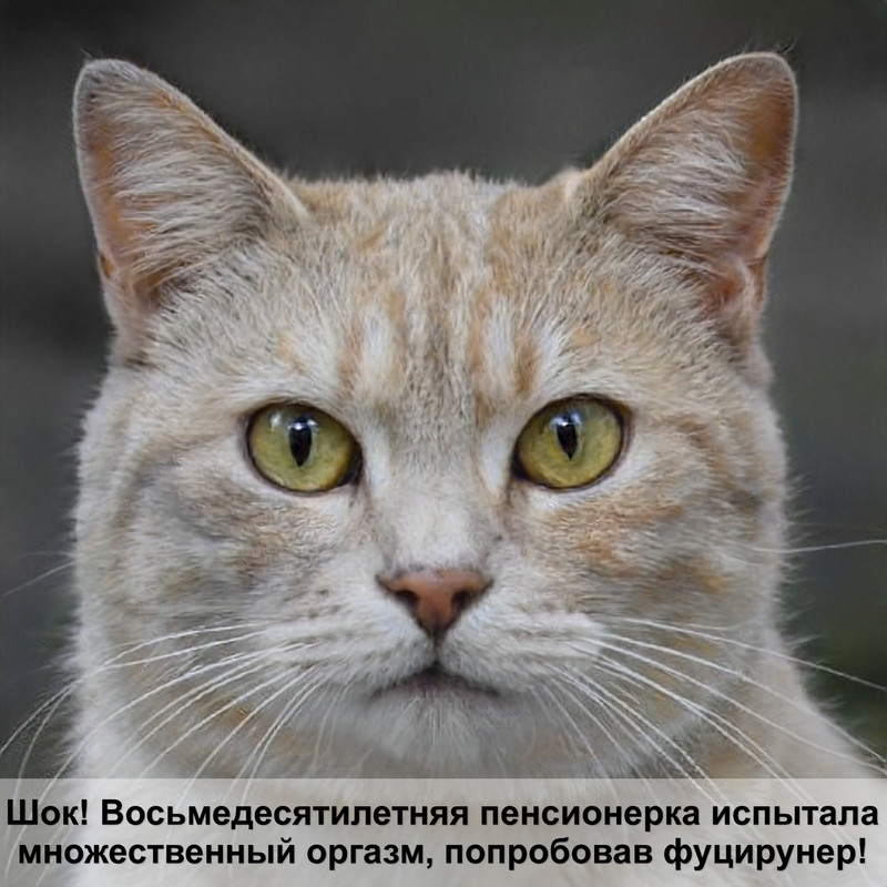 шапка кошка с ушками