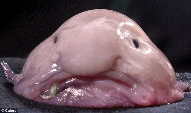 Le blobfish
