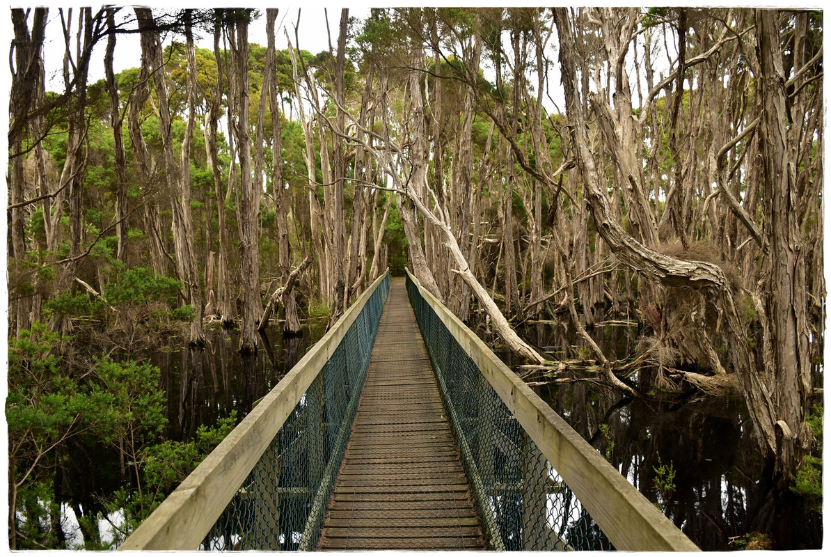 Narawntapu National Park - Australia (II): Recorriendo Tasmania (7)