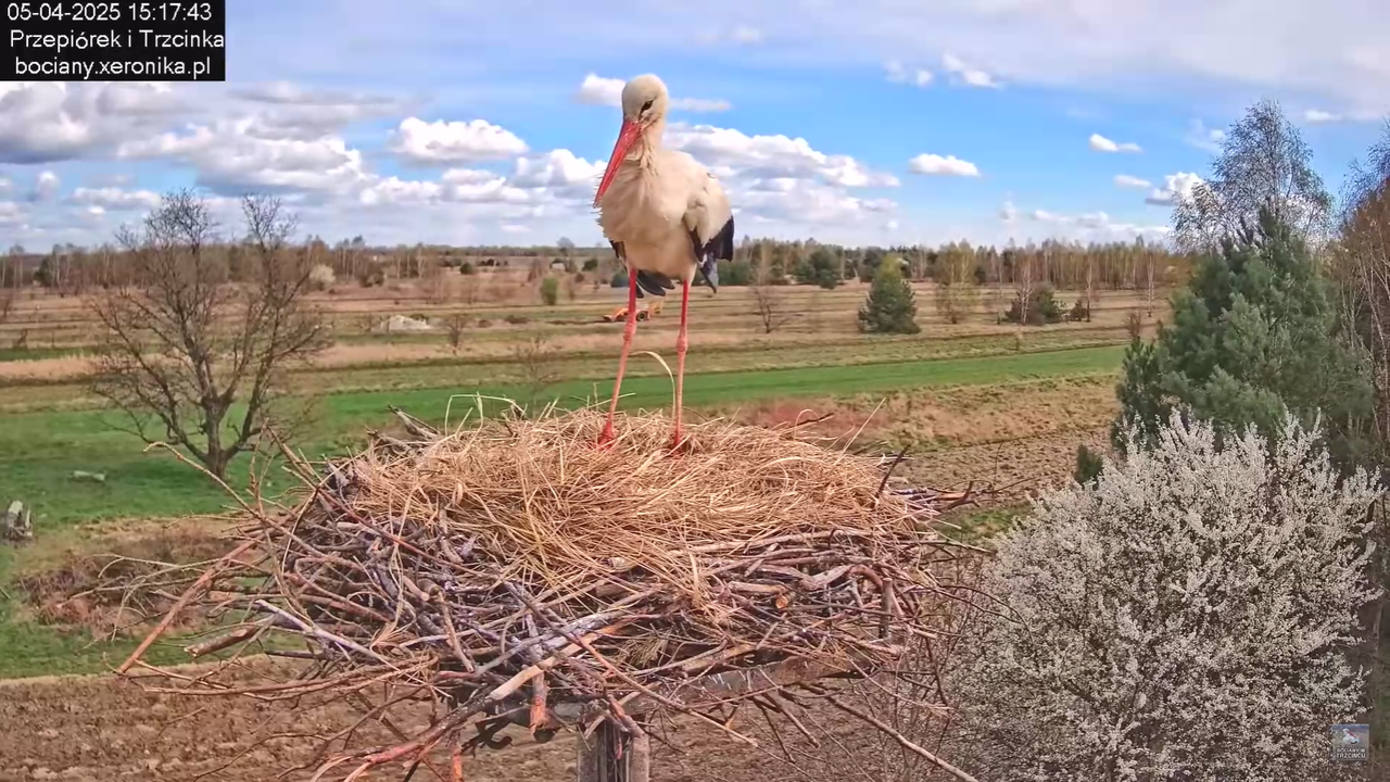 05042025paresekundwgniezdzie_16