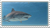 sharks