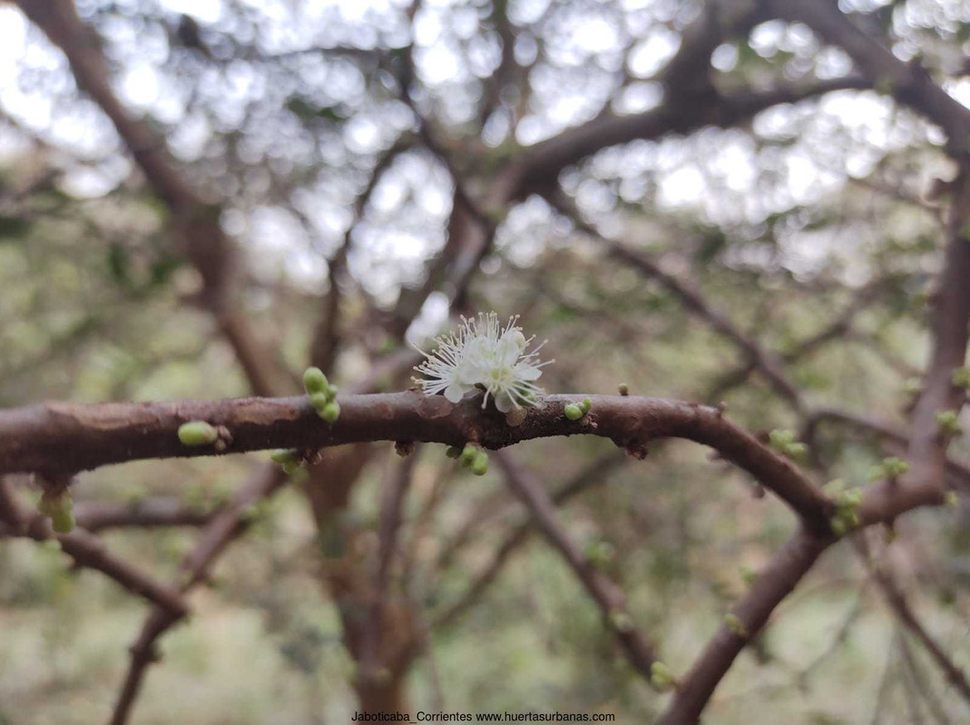Huertasurbanas_com-flores2.jpeg-20211030_184628Jaboticaba_Corrientes