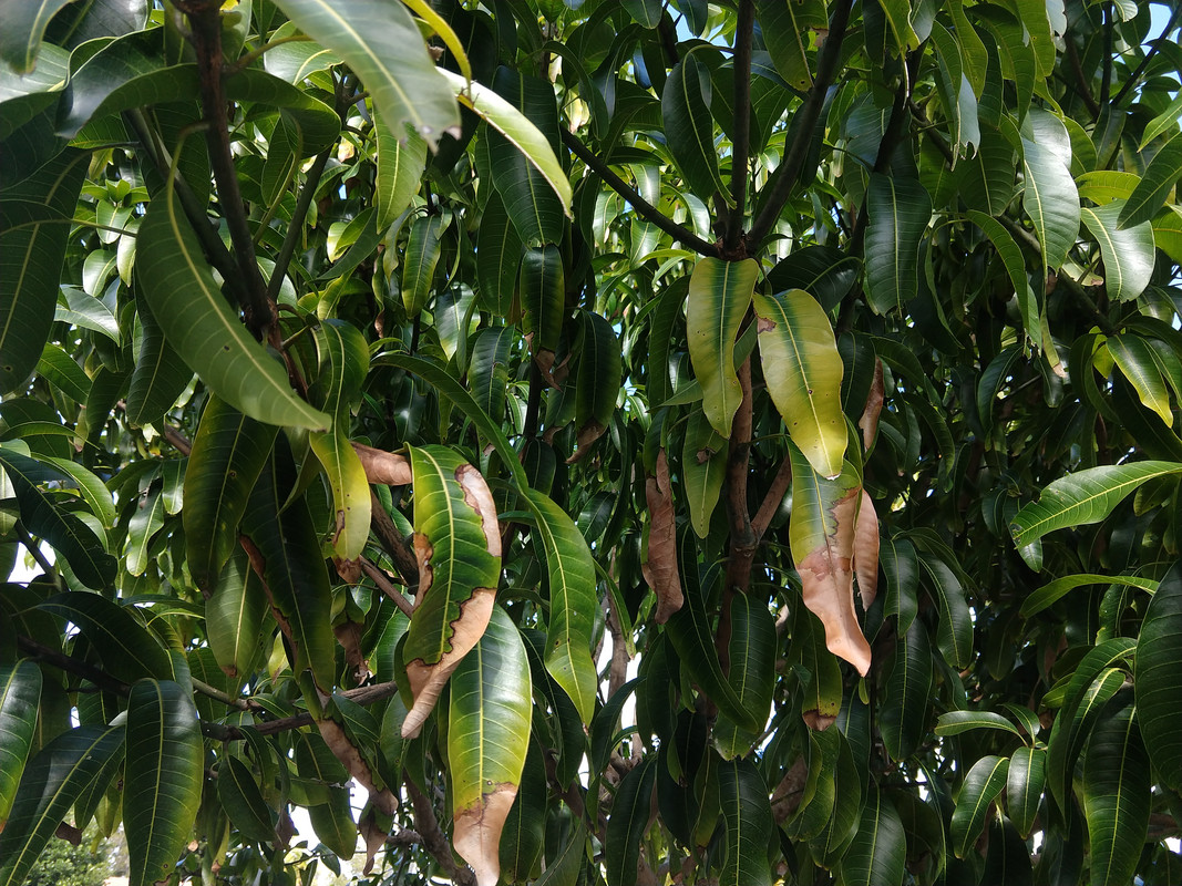 IMG_20201219_132909398