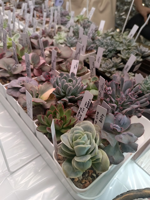 IMG_20250301_110937_734