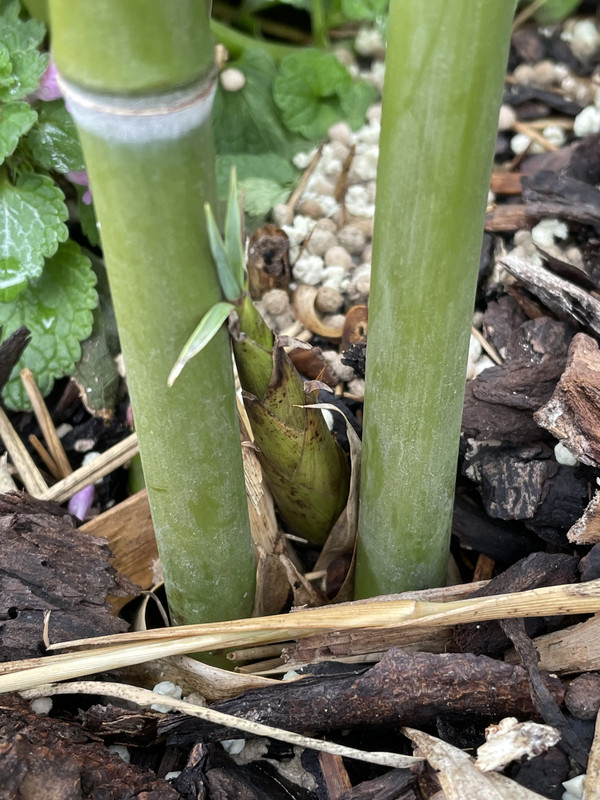 606F246E-A02B-47C6-892C-512F58C0FAF0