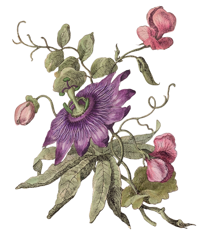 Metta Tropical Fellowship illustration