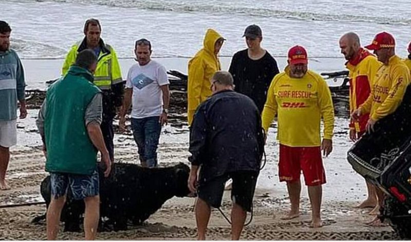 [Image: surf-rescue.jpg]