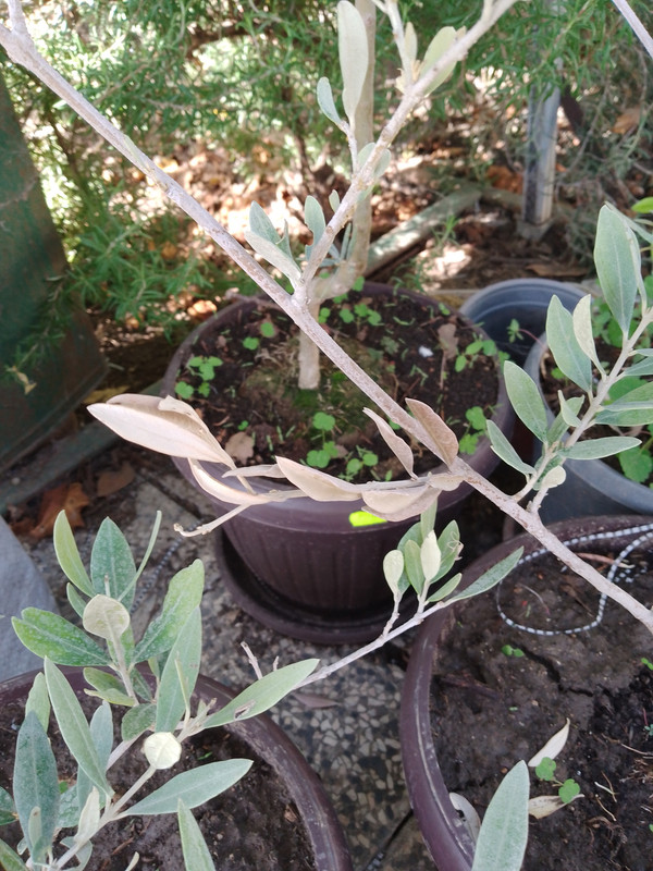 IMG_20241002_135417_471[1]