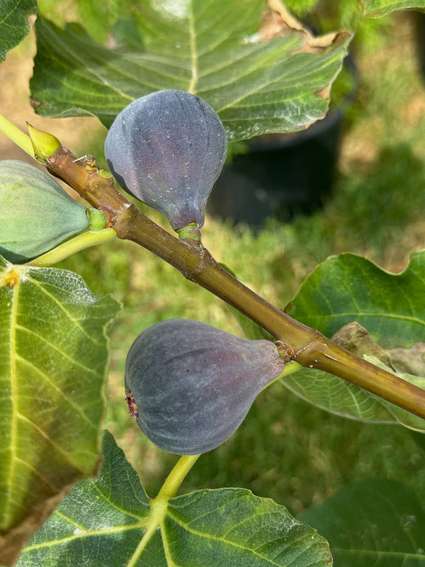 figs-7.jpg