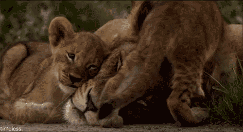 lion-day-6.gif