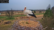 26032026bociany 15
