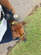 Rocco the Rhodesian Ridgeback 44