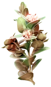 Blossom-Elements-119