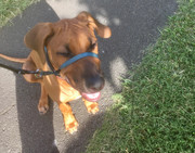 Rocco the Rhodesian Ridgeback 38