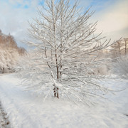 Clockwork-Xmas-Papers-13