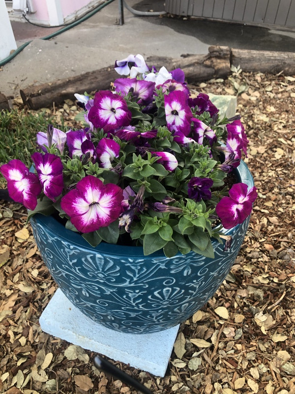 A059D1D7-5CCE-4097-A25F-3E1E4A03DAF4_1_105_c