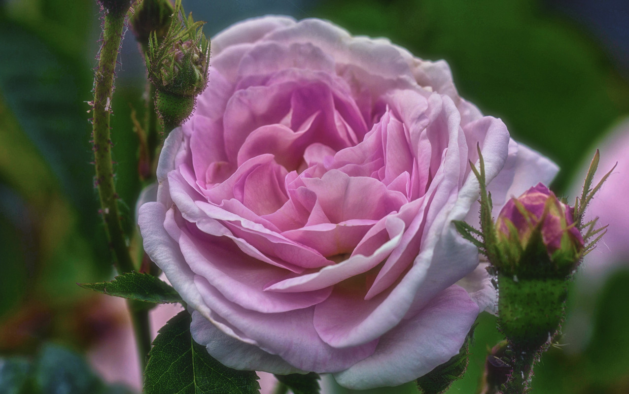 Розовый цветок в символике романтики история и легенды