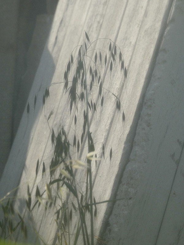 P1030903-0... (1024)