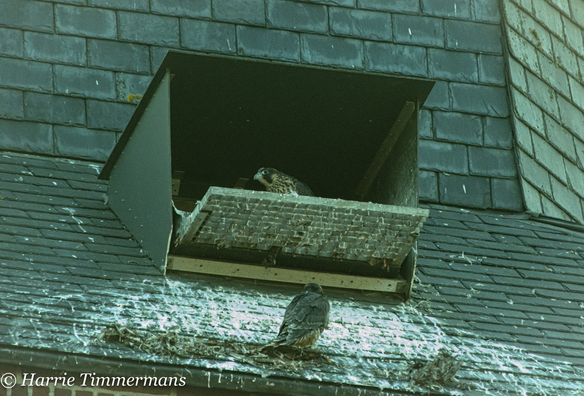 Alphen NBr. M D/J ~ Vrouw geen ringen. 4