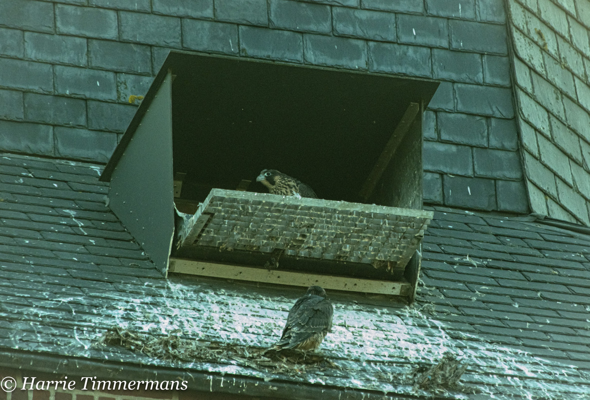 alphen - Alphen NBr M D/J ~ Vrouw geen ringen 4