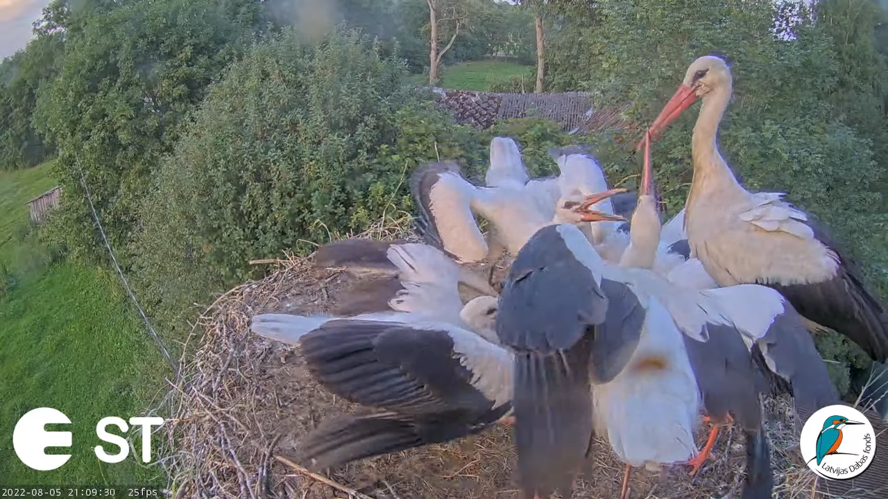 Baltie stārķi (Ciconia ciconia) Tukuma novadā - LDF tiešraide __ White storks in Tukums, Latvia 12-1