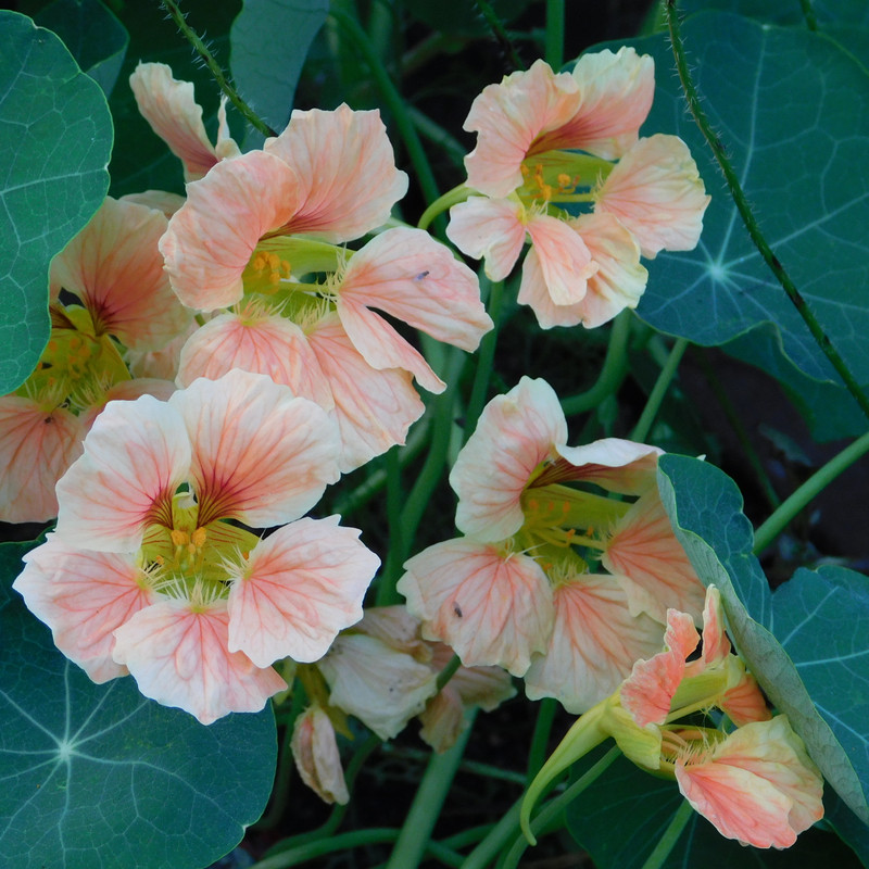 Дачно-барбейское июль, Харлинское 2-я серия 024