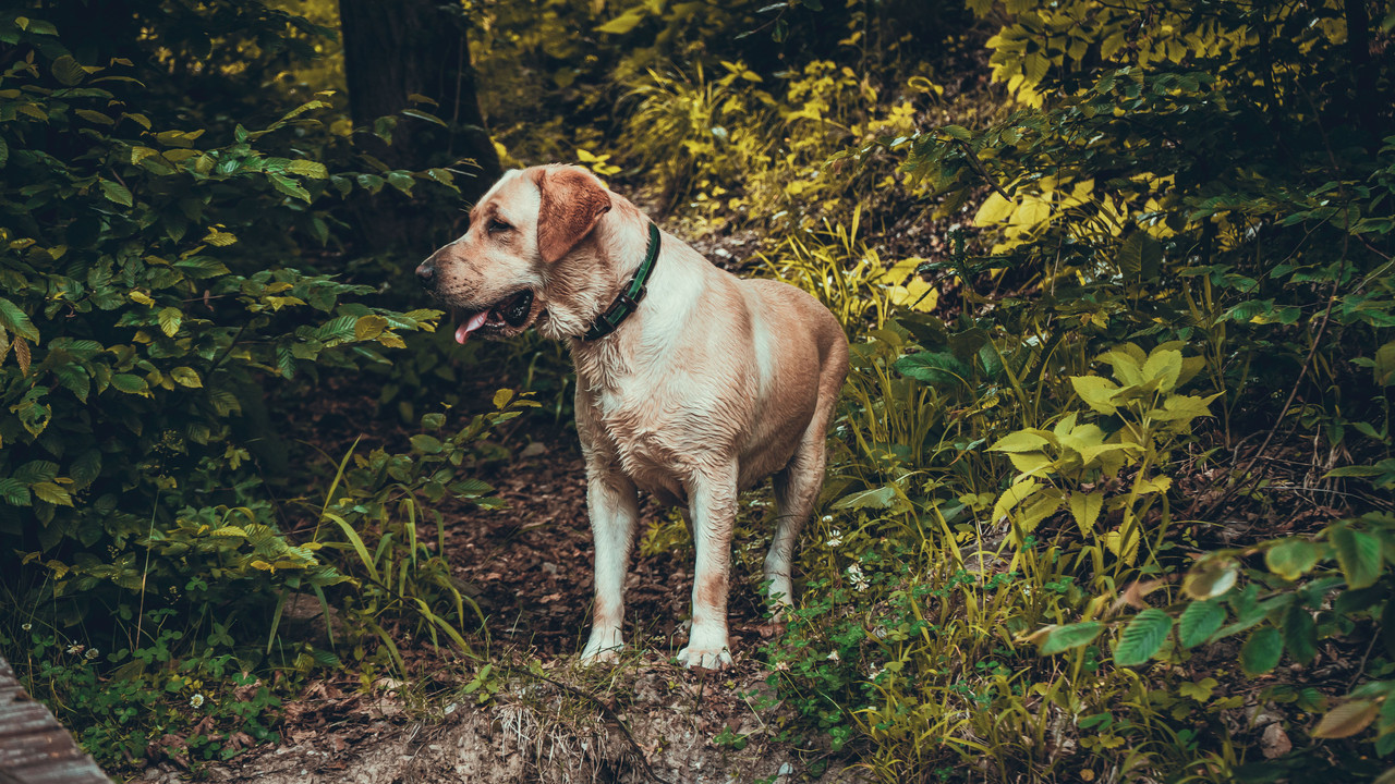 Ostéopathie et pathologies dysplasiques du chien, Partie 2 : La dysplasie du coude — accompagnement et limites