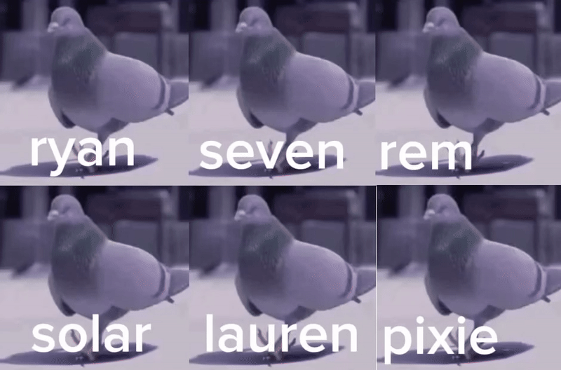 pigeon