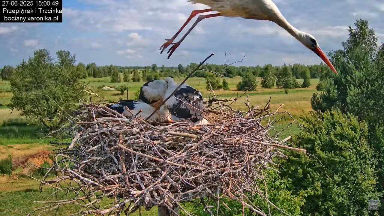 27062025bociany31