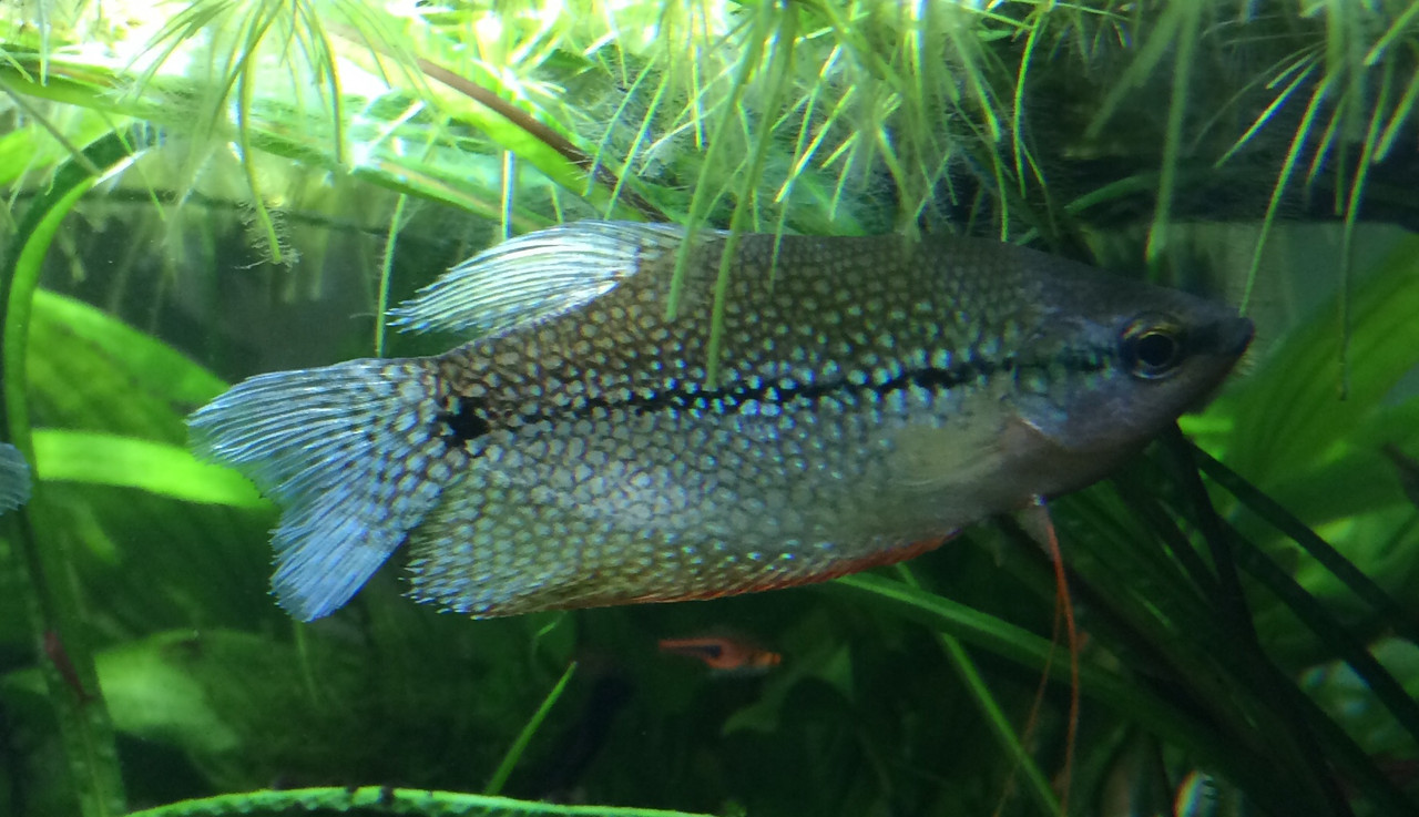 C8C3D852-AF70-41FF-B2F9-3F920E8D38DF