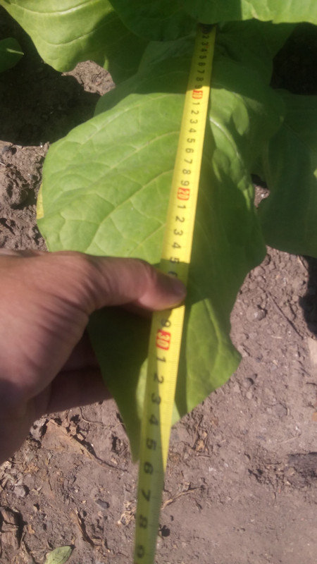 Американ 572 ?2а