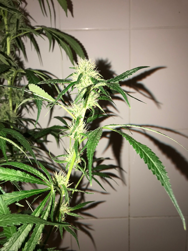 1A032503-FD4D-4503-9311-25FC91CBF7D6